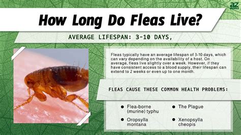 how long do fleas live without pets.